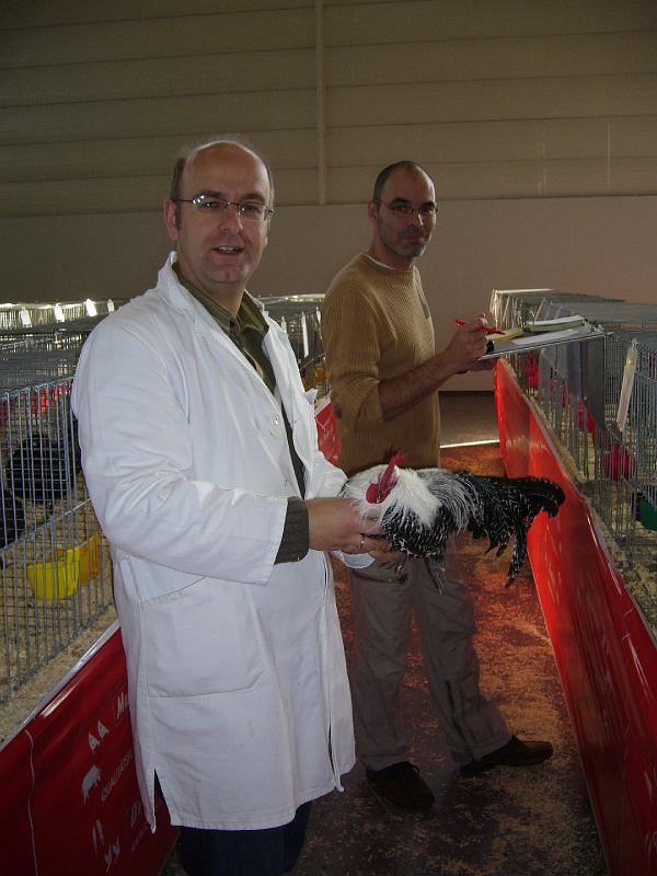 Muenster 2008 008.jpg - Die Preisrichter geben sich mühe um die Tiere richtig zu benoten